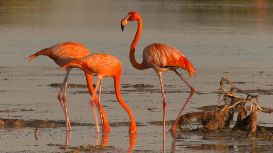 Background image for Cuba, A Paradise on the Brink
