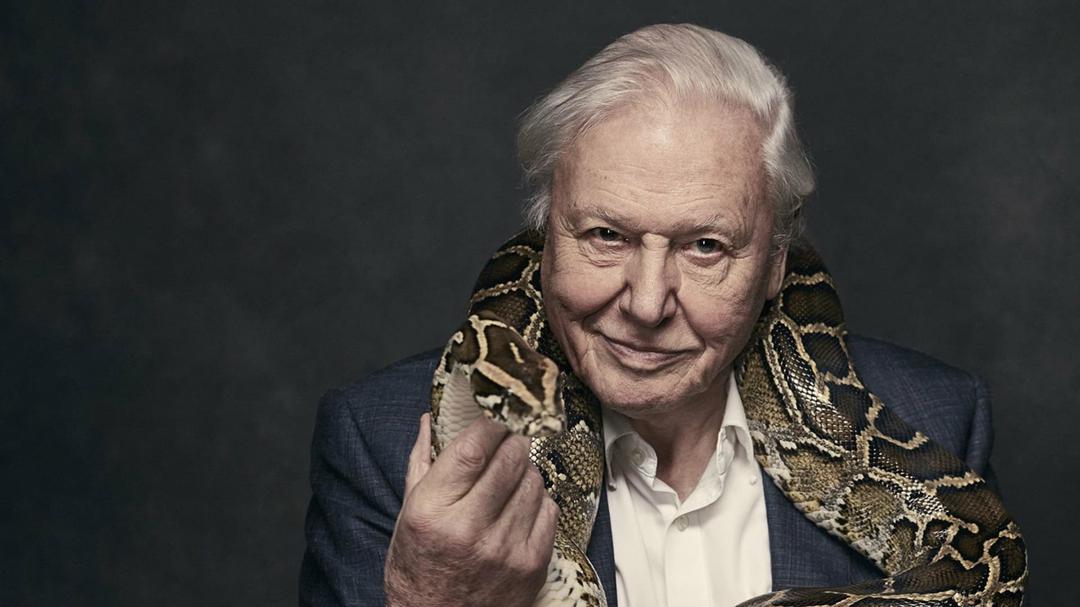 Background image for Attenborough at 90
