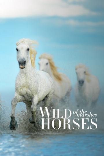 Wild Horses of the Marshes poszter