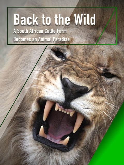Poster för Orangutan Rescue: Back to the Wild