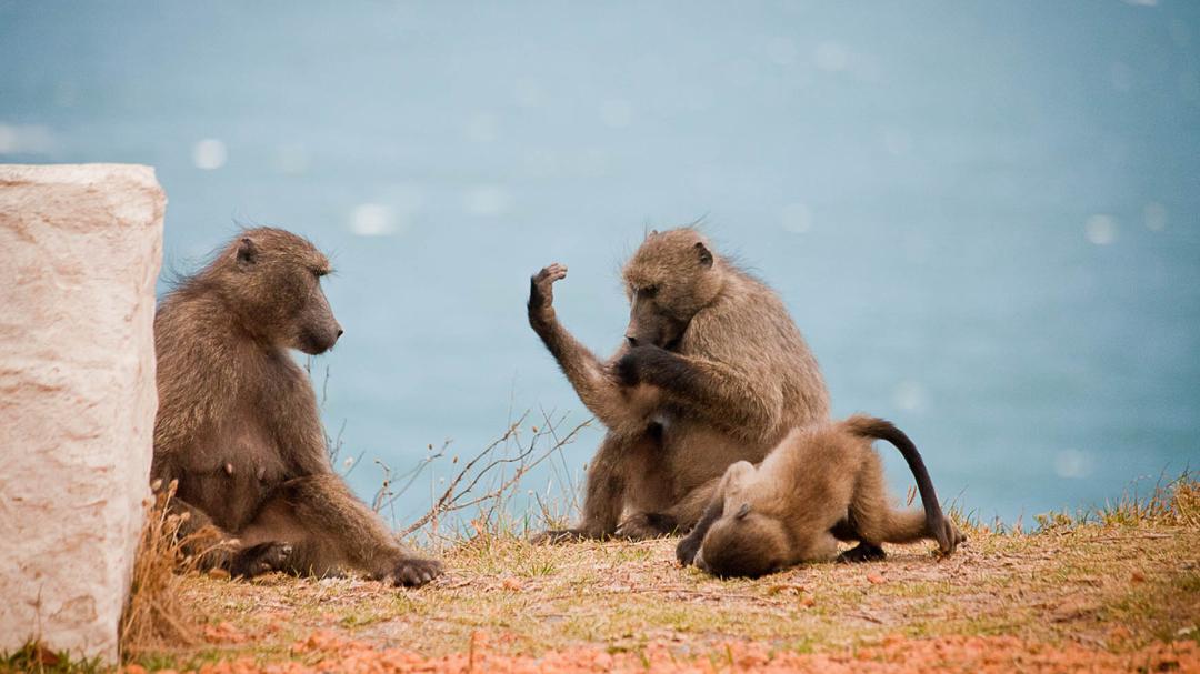 Background image for Baboon Bandits: Monkey Alert in South Africa