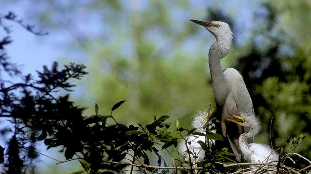 Background image for Bohemia: A Year in the Wetlands