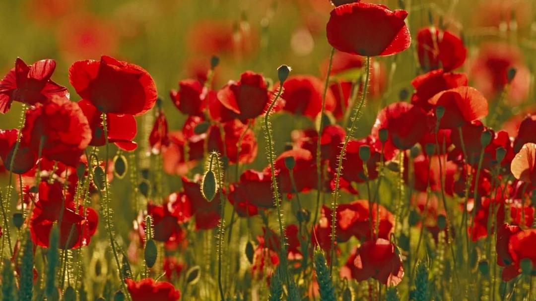 Background image for Poppy's Promise: Secret Life in a Cornfield