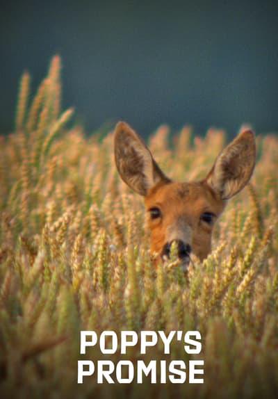 Movie poster for Poppy's Promise: Secret Life in a Cornfield