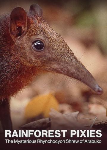 Rainforest Pixies: The Mysterious Rhynchocyon Shrew of Arabuko poszter