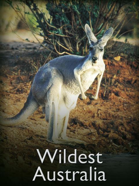 Poster för Wildest Australia