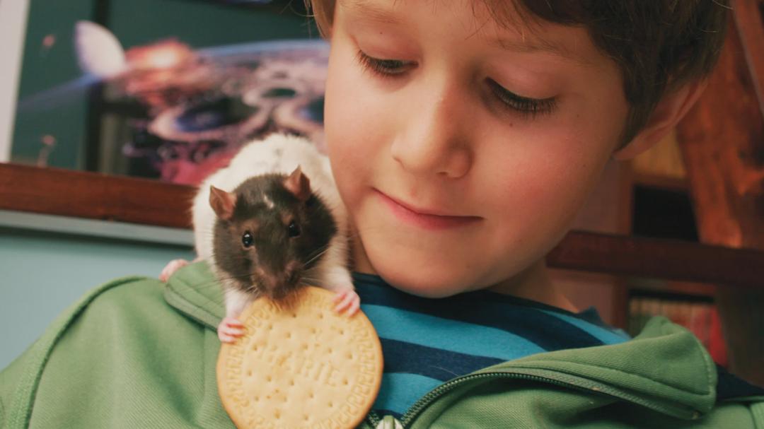 Background image for Svein and the Rat and the UFO-Mystery