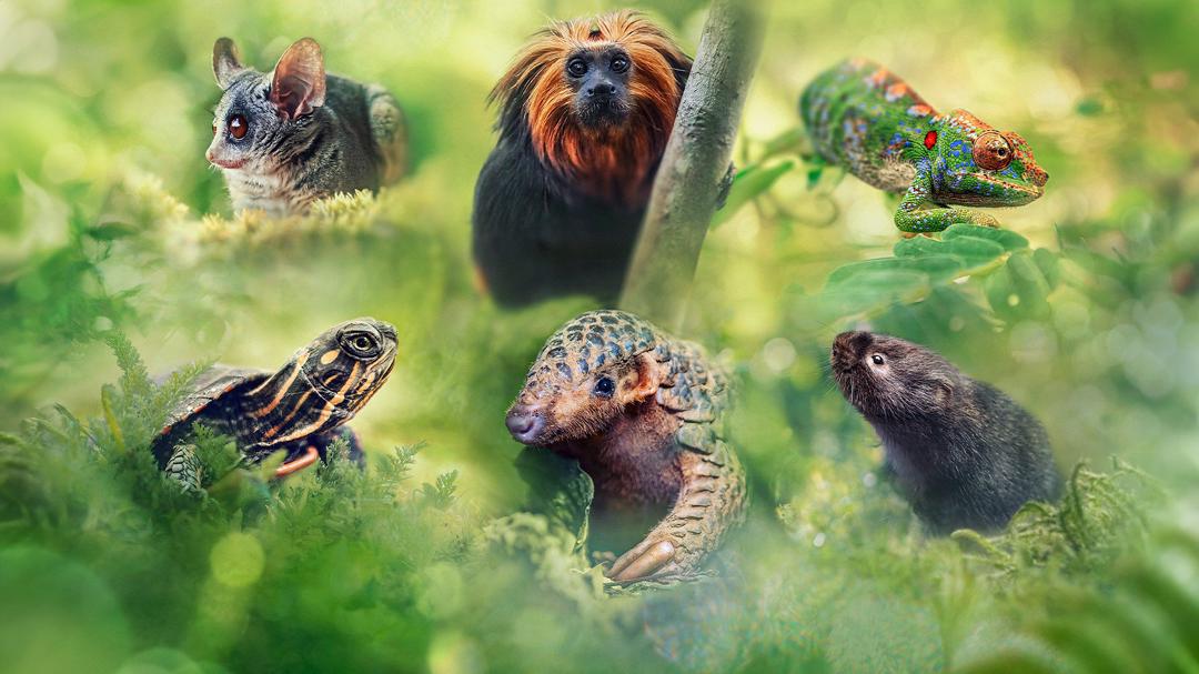 Background image for Big Little Journeys
