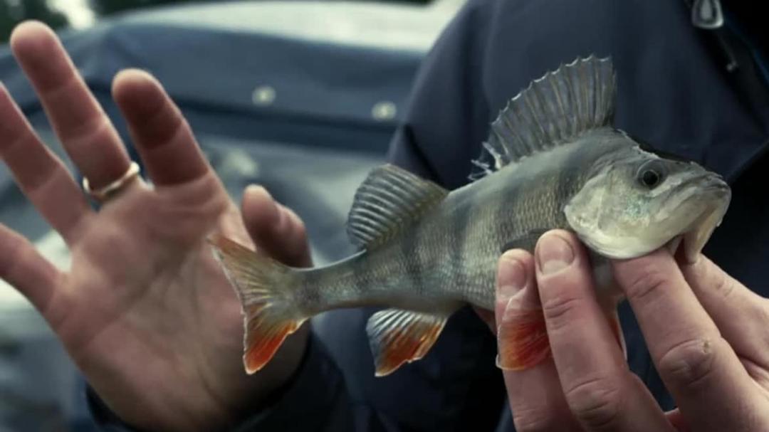 Background image for Hunting Fish
