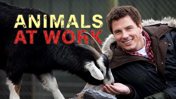 Poster of Animals at Work