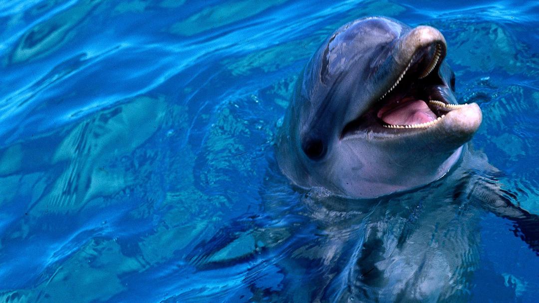 Background image for Flipper