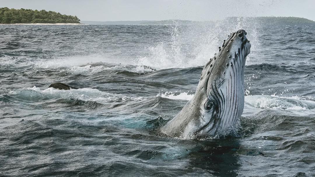 Background image for Secrets of the Whales