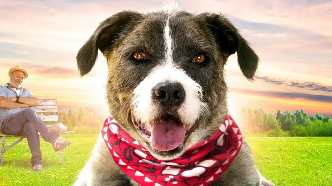 Background image for Life with Dog