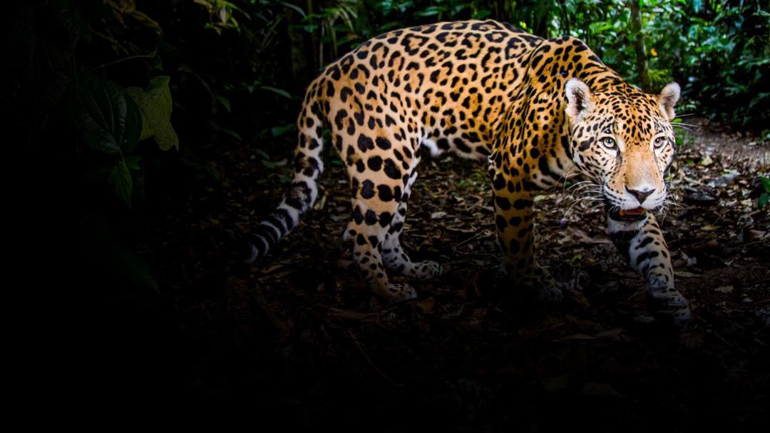 Background image for Big Cats