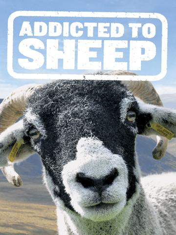 Addicted to Sheep poszter