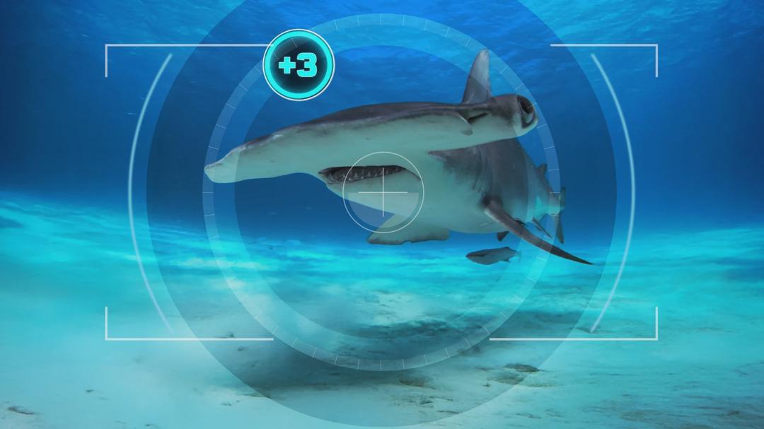 Background image for All the Sharks