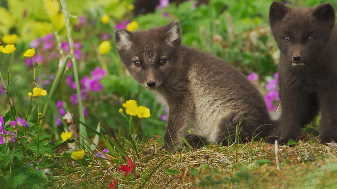 Background image for Wild Babies