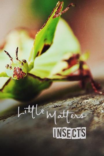 Little Matters: Insects poszter