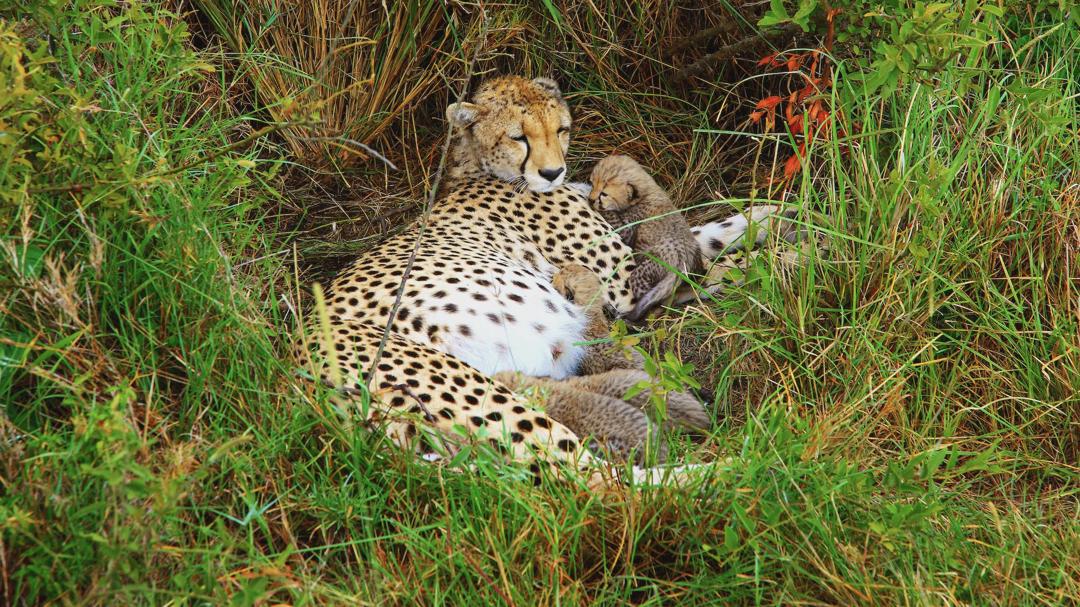 Background image for Cheetah Mom