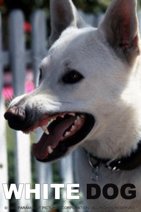 White Dog