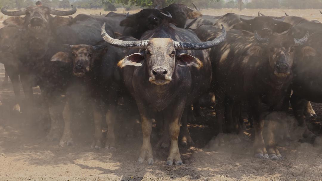 Background image for 72 Dangerous Animals: Asia