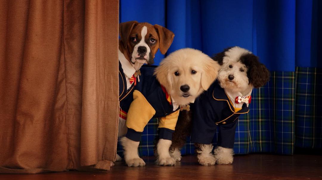 Background image for Pup Academy