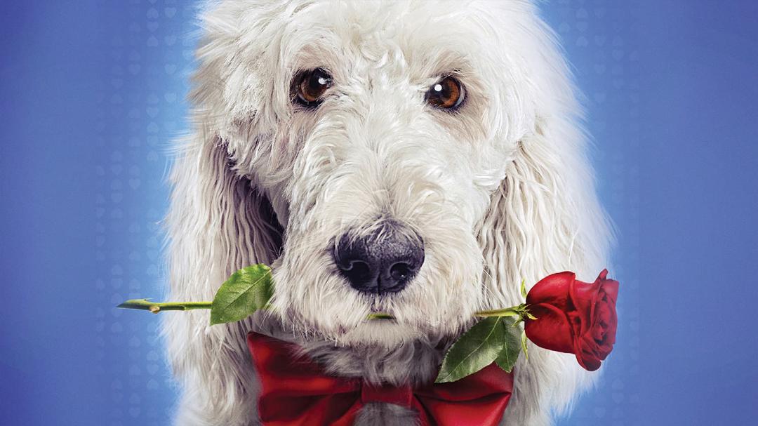 Background image for In the Dog House