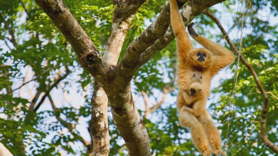 Background image for Wild Vietnam