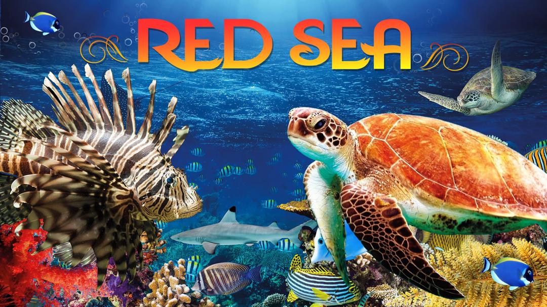 Background image for Red Sea