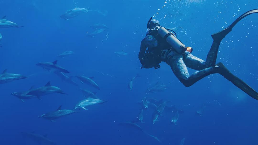 Background image for Dolphins Up Close with Bertie Gregory