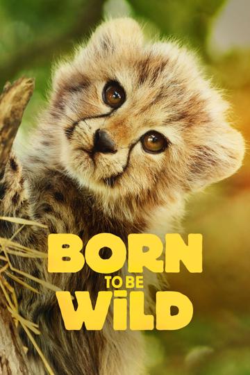 Born to Be Wild poszter