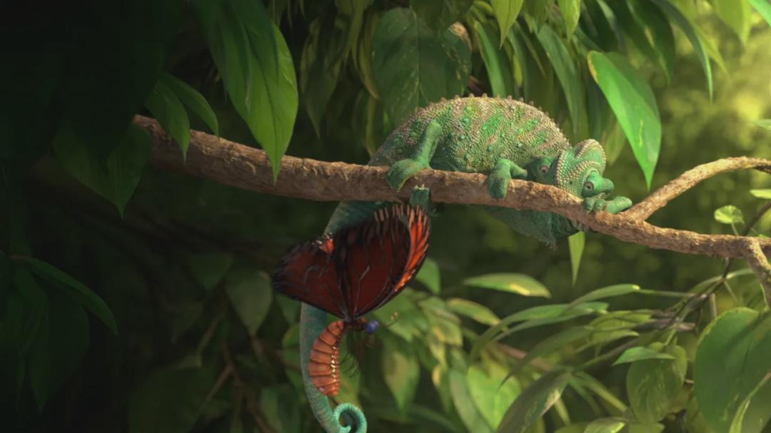 Background image for Our Wonderful Nature - The Common Chameleon