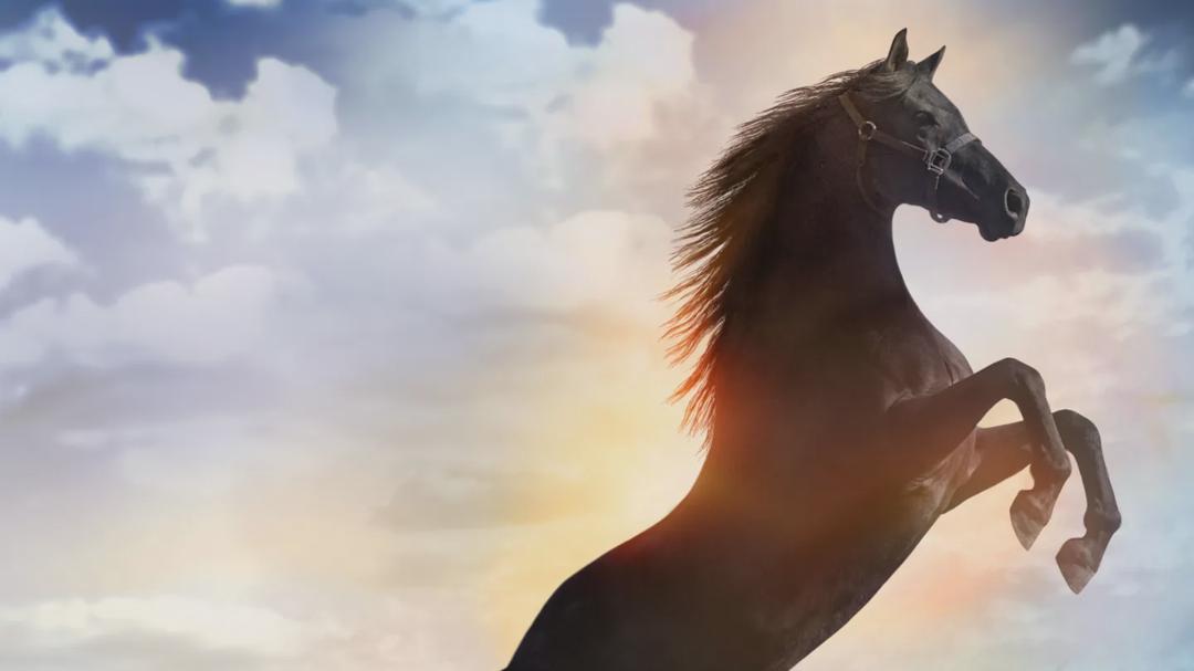 Background image for Flicka