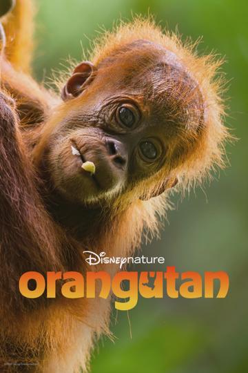 Orangután poszter