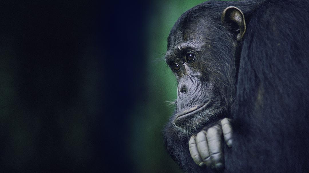 Background image for Kingdom of the Apes: Battle Lines