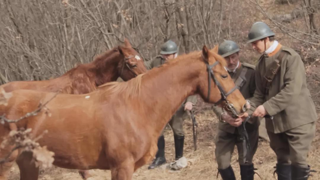 Background image for Animals in the Great War
