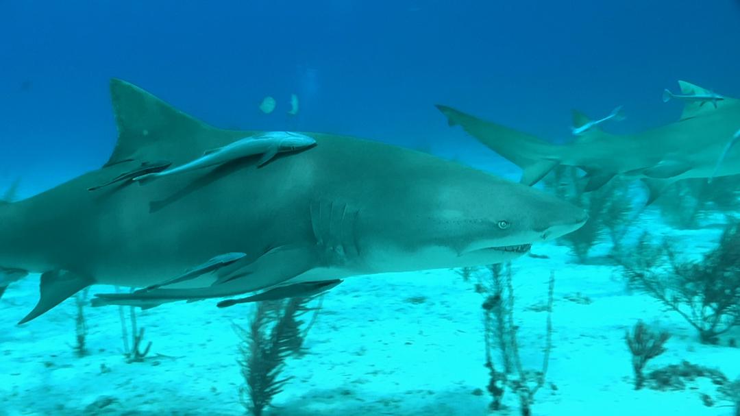 Background image for Sharks (in 3D)