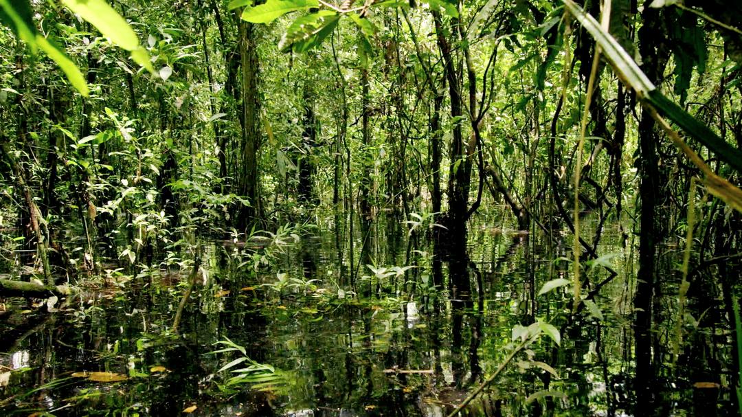 Background image for Primal Survivor
