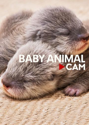 Baby Animal Cam poszter
