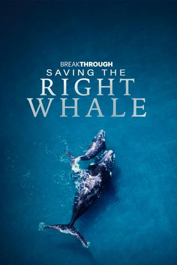 Saving the Right Whale poszter