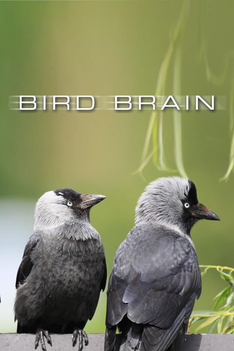 Poster för Bird Brain