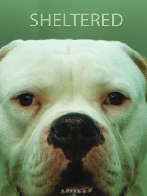 Poster för Sheltered