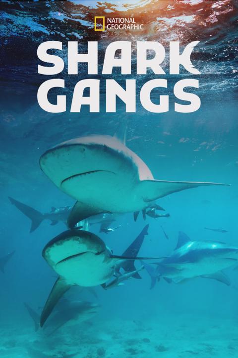 Poster för Shark Gangs