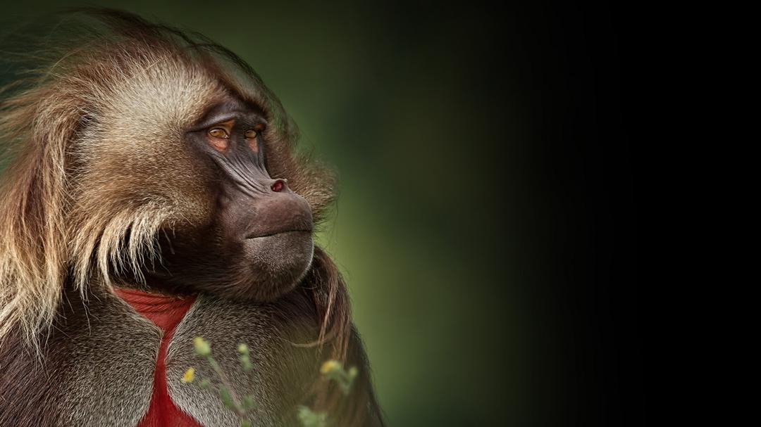 Background image for Africa