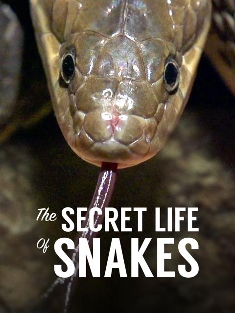 Poster för The Secret Life of Snakes