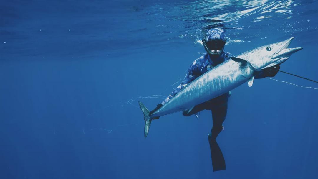 Background image for Shark vs. Tuna