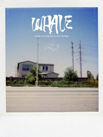 Whale poszter