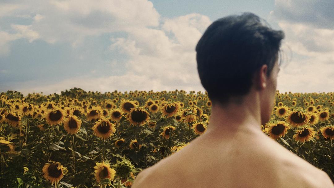 Background image for Sunflower