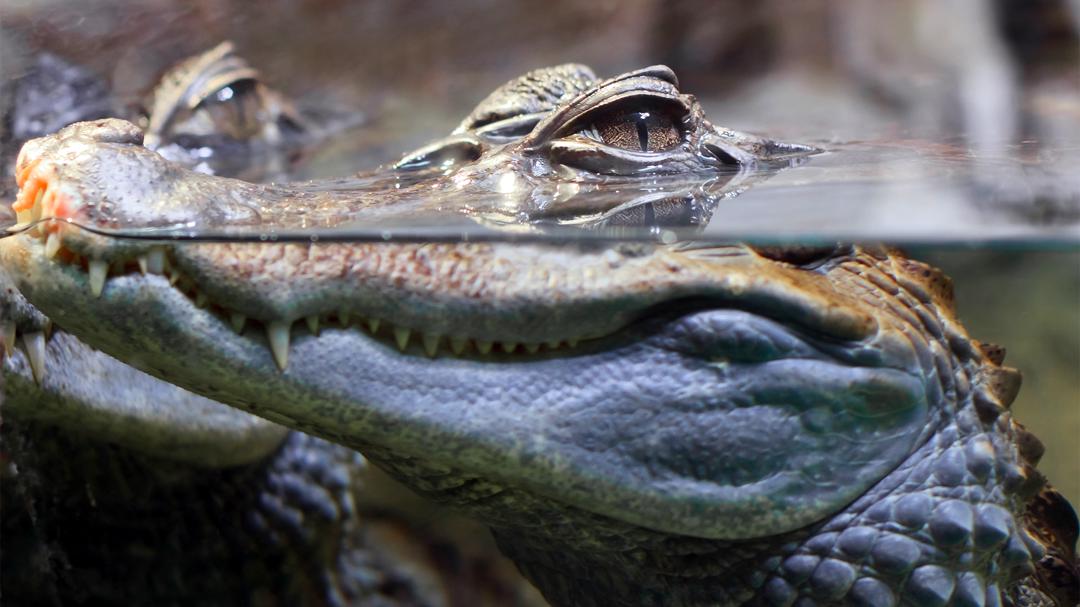 Background image for 72 Dangerous Animals: Australia