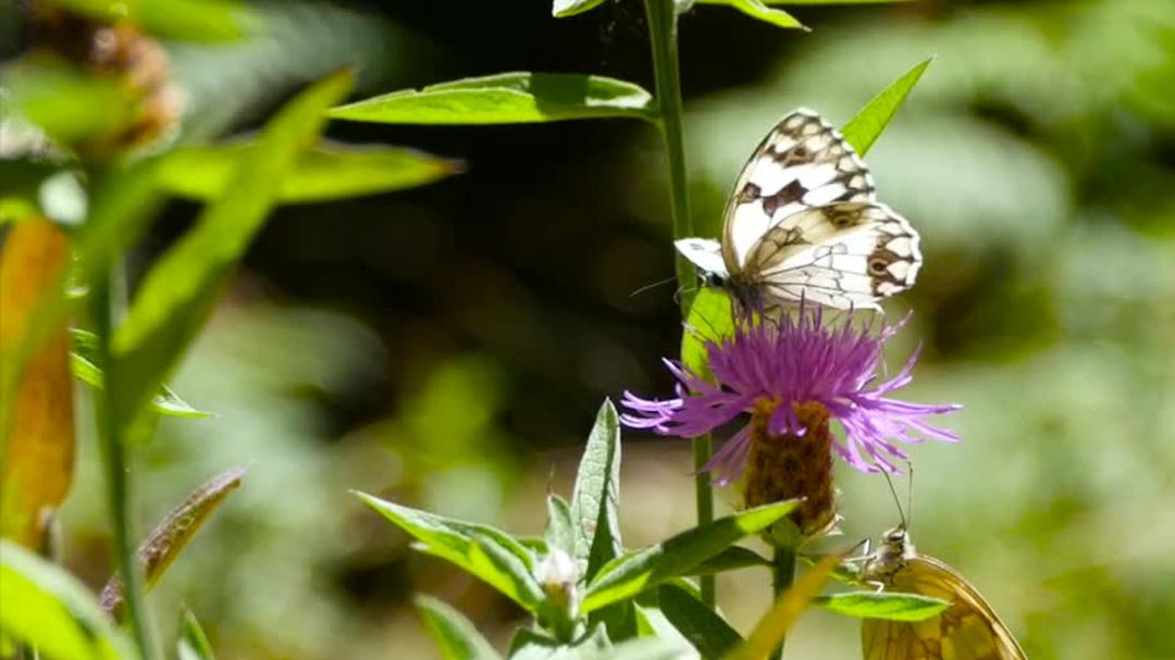 Background image for Butterflies